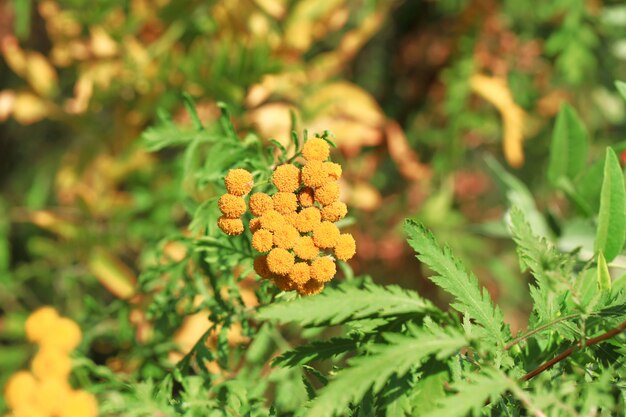 Jardin d'herbes médicinales à la tanaisie