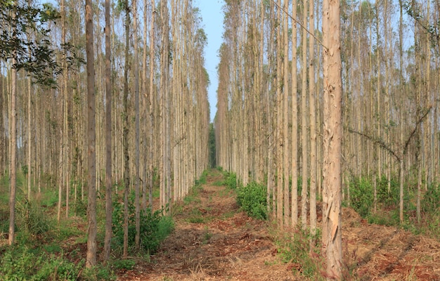 Jardin de l&#39;hévéa