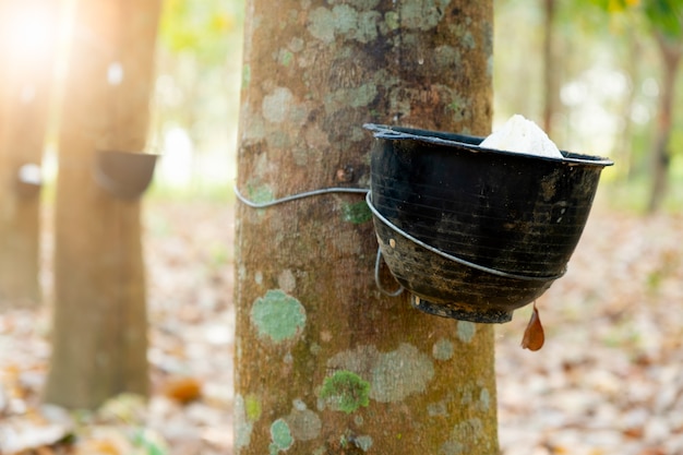 Jardin d'hévéas en Asie. Latex naturel extrait de la plante de caoutchouc para.Le gobelet en plastique noir est utilisé pour mesurer le latex de l'arbre.
