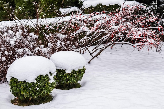 Jardin d'hiver avec arbustes décoratifs et buis en forme Buxus recouvert de neige Concept de jardinage