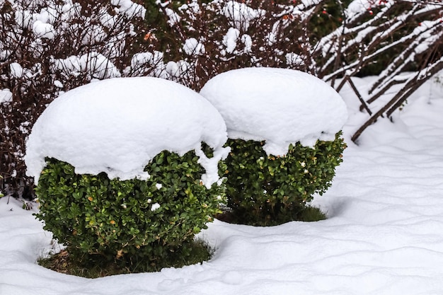 Jardin d'hiver avec arbustes décoratifs et buis en forme Buxus recouvert de neige Concept de jardinage