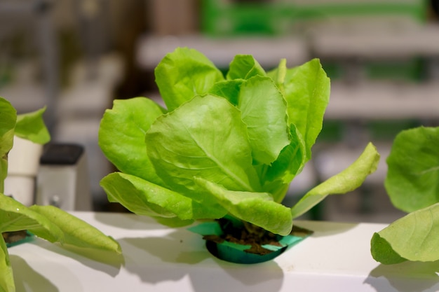 Jardin hydroponique de légumes récoltés jeunes et frais biologiques