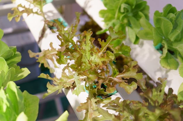 Photo jardin hydroponique de légumes récoltés jeunes et frais biologiques