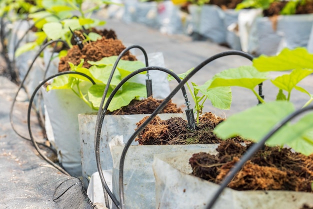 Photo jardin intelligent utilisant le contrôle par ordinateur du système d'irrigation goutte à goutte dans la ferme de melon