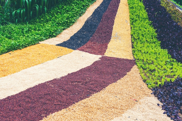 jardin de légumes colorés, laitue de chêne vert et rouge dans le potager