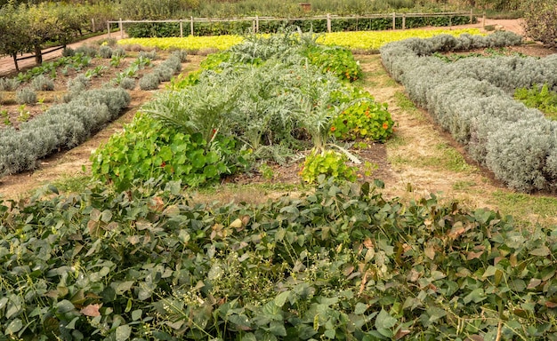 Jardin de légumes et d'herbes aromatiques dans un lotissement traditionnel