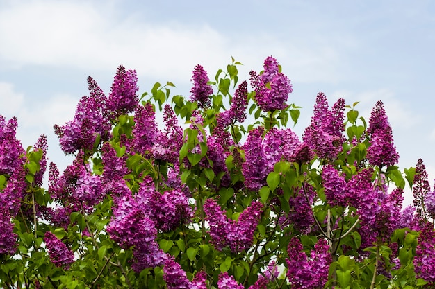 Jardin de lilas, fleur et fleur de lilas colorés, fleur de printemps, jardin botanique de Tbilissi