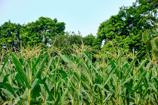 Jardin de maïs frais sur plantation