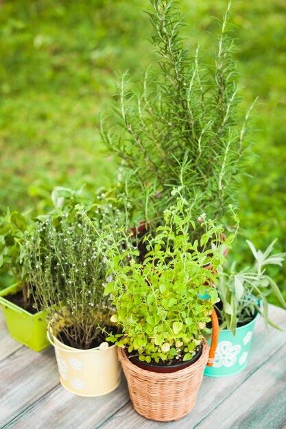 Jardin à la maison confortable avec des herbes - romarin, sauge, basilic, thym et origan