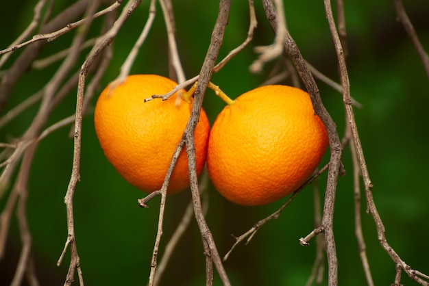 Jardin de mandarines avec des branches sèches et des fruits mûrs Verger de mandarines avec des agrumes de maturation Nourriture extérieure naturelle fond vintage artistique