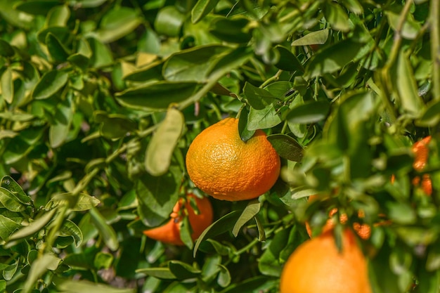 jardin de mandarines dans un village méditerranéen 6