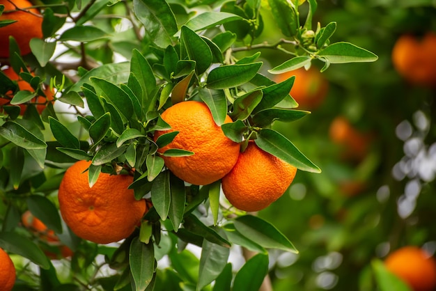 Jardin de mandarines avec des feuilles vertes et des fruits mûrs Verger de mandarines avec des agrumes mûrissant Fond naturel de nourriture en plein air