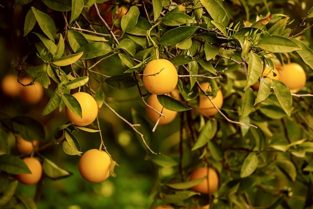 Jardin de mandarines avec fruits