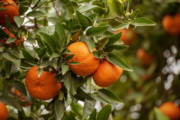 Jardin de mandarines avec fruits