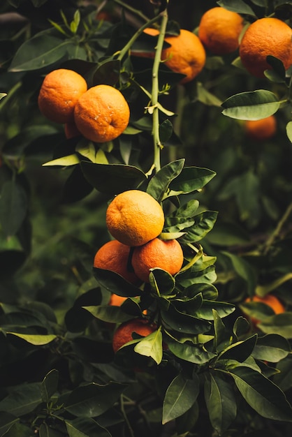 Jardin de mandarines avec fruits