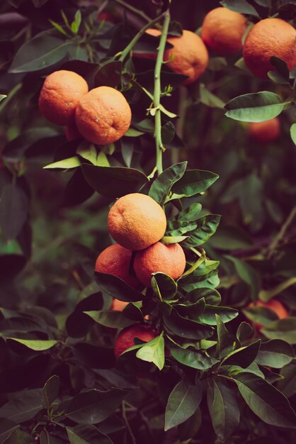 Jardin de mandarines avec fruits