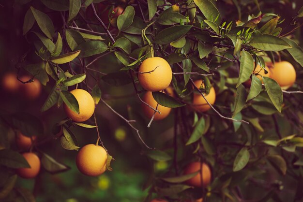 Jardin de mandarines avec fruits