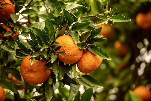 Jardin de mandarines avec fruits