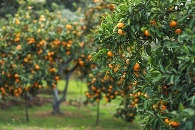 Jardin avec des mandarines pendant la récolte