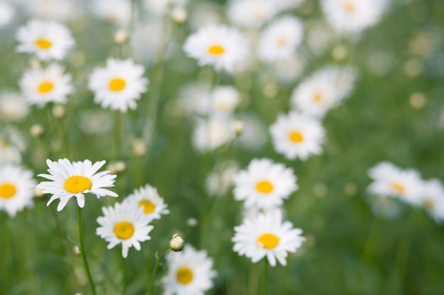 Jardin naturel flou