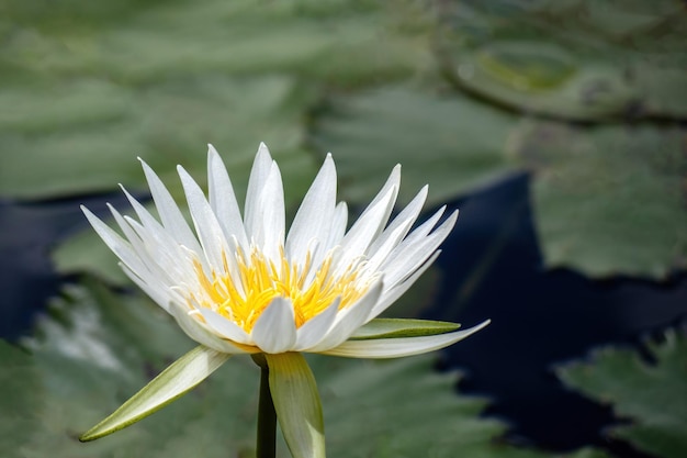 Le jardin de nénuphars serré au bord du lac