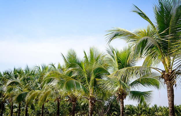 Jardin de noix de coco sur ciel bleu