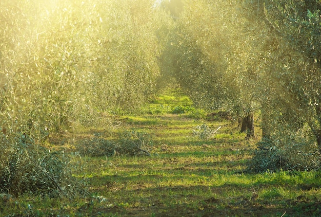 Jardin d'oliviers à Tuskany Italie Fond ensoleillé agricole naturel