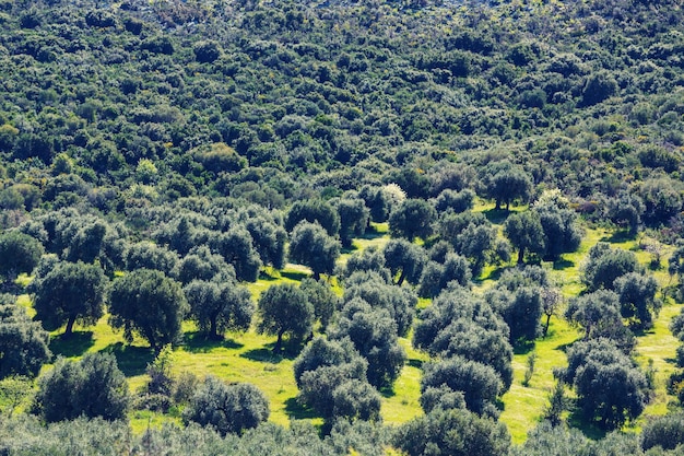 Jardin des Oliviers