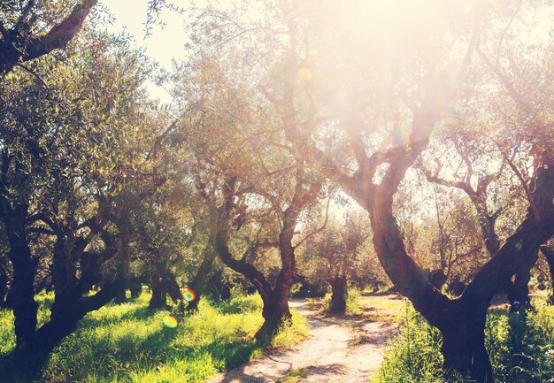 Jardin des Oliviers