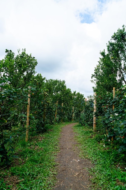 jardin d'orange de mandarine ou ferme d'oranges