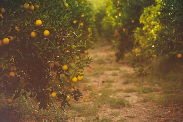 Jardin orange avec mûrissement des fruits orange sur les arbres avec des feuilles vertes fond naturel et alimentaire