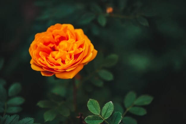 Jardin orange rose sur fond vert avec espace de copie