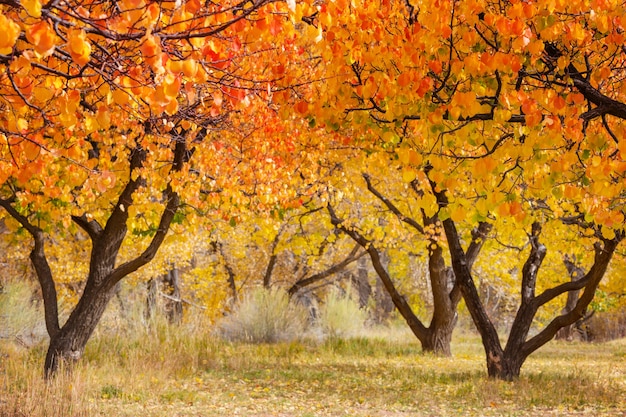 Jardin orange en saison d'automne