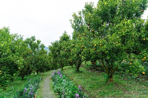 Jardin d'oranger mandarine ou ferme d'oranger