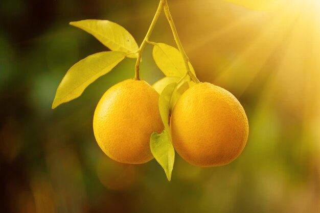 Jardin d'orangers avec fruits