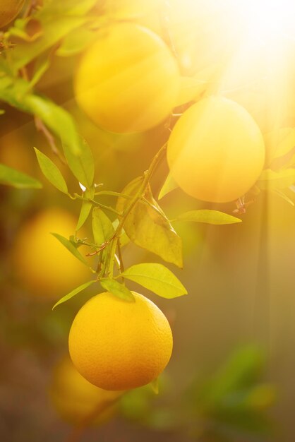 Jardin d'orangers avec fruits