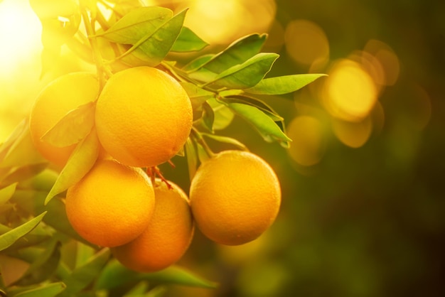 Jardin d'orangers avec fruits