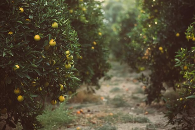 Jardin d'orangers avec fruits