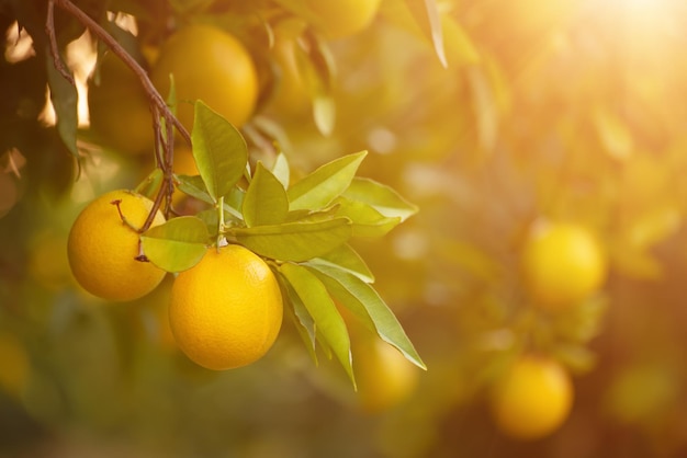 Jardin d'orangers avec fruits