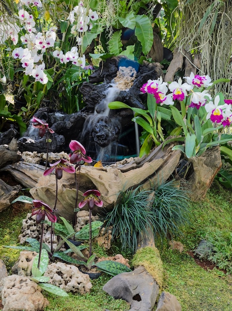 Photo jardin d'orchidées décoré avec cascade