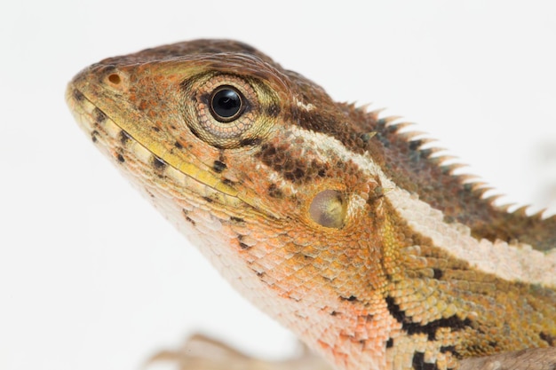 Le jardin oriental lézard Calotes versicolor isolé sur fond blanc