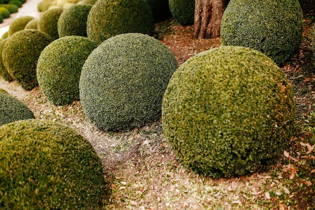 Jardin paysager avec boules de buis près de France