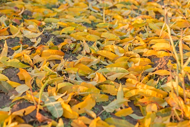 Jardin de pêchers en automne