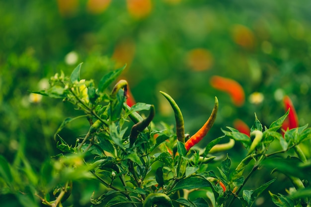 Jardin De Piment Bio