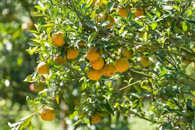 Photo jardin de plantation d'orange