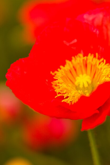 Photo jardin en pleine floraison par une journée d'été ensoleillée.