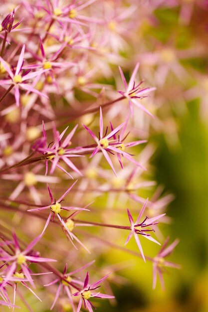 Jardin en pleine floraison par une journée d'été ensoleillée.