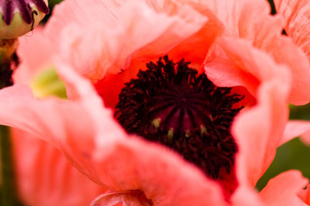 Jardin en pleine floraison par une journée d'été ensoleillée.