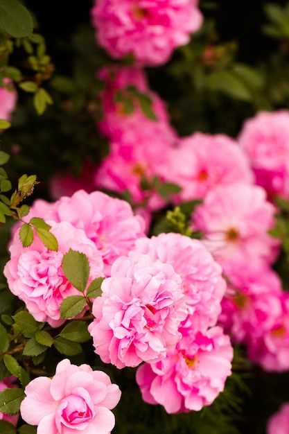 Jardin en pleine floraison par une journée d'été ensoleillée.