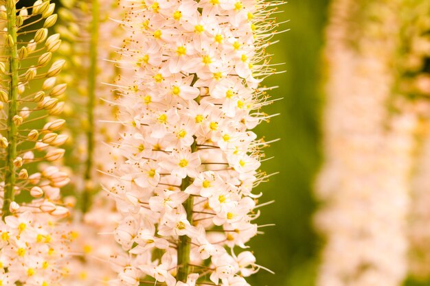 Photo jardin en pleine floraison par une journée d'été ensoleillée.